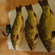 Carp