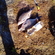 Carp bream