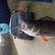 Eurasian perch