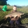 Carp