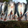 Eurasian perch