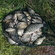 Prussian carp