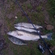 Pike perch