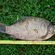 Crucian carp