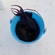 Black triggerfish