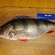 Eurasian perch