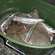 European smelt