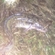 Burbot