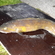 Burbot
