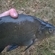 Carp bream