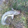 Burbot