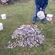 Prussian carp