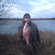 Carp bream
