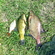 Carp bream