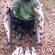 Atlantic salmon
