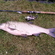 Asp