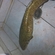 Burbot