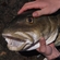 Atlantic cod