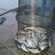 Roach