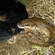 Burbot