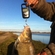 Carp bream