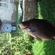 Crucian carp