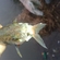 Eurasian perch