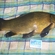 Tench