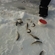Eurasian perch