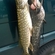 Eurasian perch