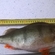 Eurasian perch
