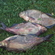 Carp bream