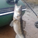 Pike perch