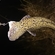 Burbot