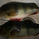 Eurasian perch