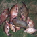 Carp bream