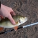 Eurasian perch