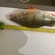 Eurasian perch