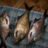 Carp bream