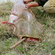 Wels catfish