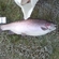 Atlantic salmon