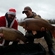 Carp