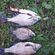 Carp bream