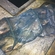 Carp bream