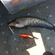 Wels catfish