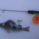 Eurasian perch