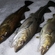 Atlantic cod