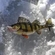Eurasian perch