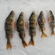 Eurasian perch