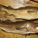 Atlantic cod